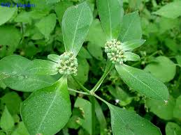 Image result for Euphorbia hyssopifolia