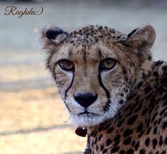 Cheetah Encounter In San Diego Zoo What A Beautiful Animal Animals Beautiful Animals San Diego Zoo