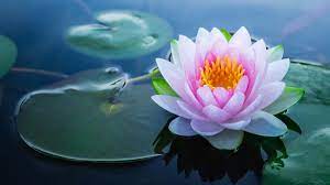 Tumbuhan menjalar ini bisa dijadikan sebagai tanaman hias gantung karena warna bunga yang cerah mulai dari kuning, oranye. 10 Manfaat Lotus Untuk Kesehatan