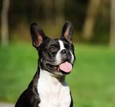 Bred to be a friend and companion. Boston Terrier Breeders In California Top 6 Picks 2021 We Love Doodles