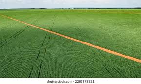 Image result for Brazzeia soyauxii