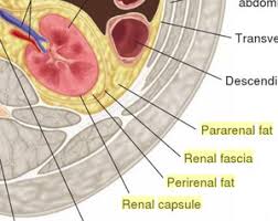 We can find as a first model a frontal section of the kidney, enlarged 3 times, illustrates adrenal gland, cortex, medulla, pyramids with. Kidney Physiopedia