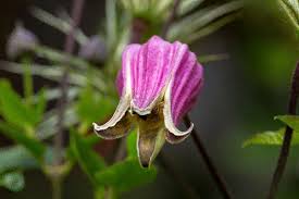 The texas madrone ( arbutus xalapensis ) is a typical tree of the slopes grading into these canyons. Munster Baumschulen Texensis