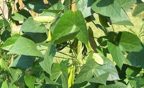 Image result for Phaseolus lunatus