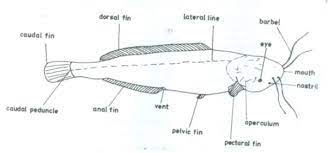 Diagram of fish with label. Fisheries Paper 2 May June 2018