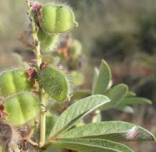 Image result for Eriosema psoraleoides
