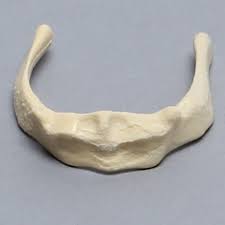 Image result for Hyoid Bone
