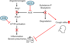 Image result for ACE Inhibitor