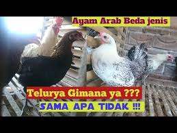 Telur ayam fertil maupun infertil semuanya aman dimakan. Hasil Telur Ayam Arab Jantanya Ayam Bangkok Dan Betinanya Ayam Arab Youtube
