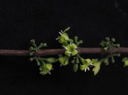 Image result for Tricalysia