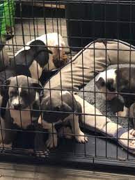 Save up to $270 ^ when you bundle your flight and hotel. 8 Puppies Emaciated Mother Dog Removed From Myrtle Beach Home Wpde