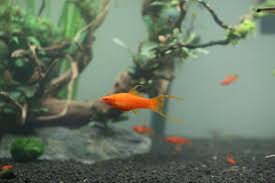 Video showing the growth and development of one of the most easy fish species to breed in captivity. The Ultimate Swordtail Fish Guide
