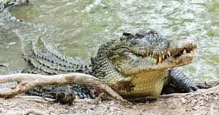How Fast Can A Crocodile Run? - Youtube