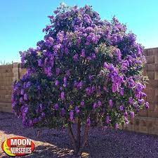 Texas Mountain Laurel Landscaping Trees Desert Trees Texas Mountain Laurel