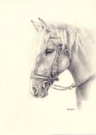 Pin By Raquel Quintas On Sketchy Work Horse Drawings Pencil Drawings Horse Art