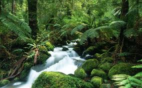 25,226 best motion background free video clip downloads from the videezy community. Tropical Rain Forest Stream Rainforest Pictures Waterfall Pictures Waterfall Wallpaper