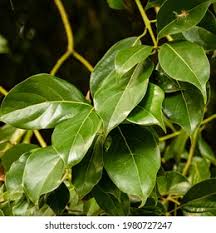 Image result for Ficus laurifolia