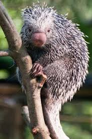 Africa Bushmeat Hunter Bushmeat Trade Bushmeat Conservation Animals Beautiful Animals Weird Animals