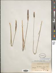 Image result for Cenchrus geniculatus