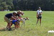 GASM AKC Sighthound & Silken Specialty Lure Coursing Trials