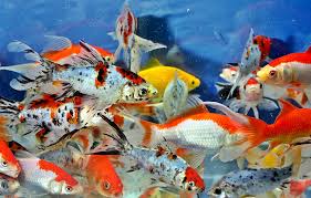 Itulah berbagai jenis ikan hias terindah yang mudah dipelihara di akuarium dan bisa dijadikan inspirasi bagi kamu yang baru memulai hobi ini. Ikan Hias Air Tawar Yang Mudah Dipelihara Hello Magetan