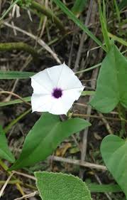 Image result for Sclerochiton kirkii