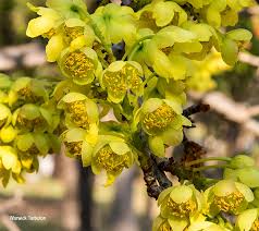 Image result for Ochna pulchra