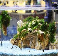 Desain Aquascape Terbaru For Android Apk Download
