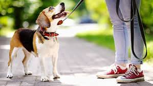 Pet Smart Dog Clothing: Why Premium Pet Fashion Needs Practical Sizing