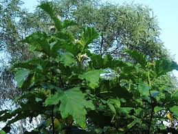 Image result for Solanum chrysotrichum