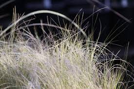 Image result for Polystachya tenuissima