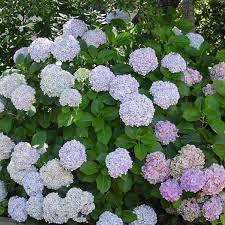 Image result for Mostuea microphylla