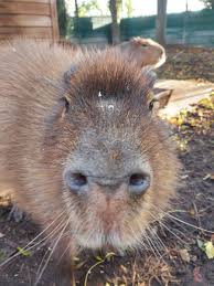 There really is a rodent out there that weighs 150 lbs. Reaseheath Mini Zoo On Twitter Capybara Are The Largest Rodent In The World They Are Excellent Swimmers Capable Of Holding Their Breath For 5 Minutes And Use The Water To Escape From