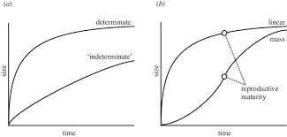 The growth habit is important when choosing the variety of tomato to grow. A A Comparison Between Determinate And Indeterminate Growth Modes Download Scientific Diagram