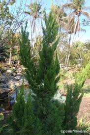 Image result for Cupressaceae
