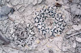 Image result for Kotschya carsonii