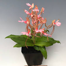 Image result for Habenaria cirrhata