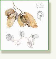 Allow pods to dry on plant; Pin On Seed Pods