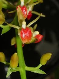 Image result for Liparis harketii