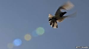 Homing Pigeon Bermuda Triangle Explained Bbc News