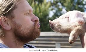 3,161 Man Piglets Images, Stock Photos, and Vectors
