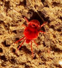 ibrahim aldakhel على تويتر بنت المطر جدة المطر عمة المطر trombidium grandissimum velvet mites بعدامطار يوم الخميس بالمحمية جميلة جدا https t co wnud4awnfx