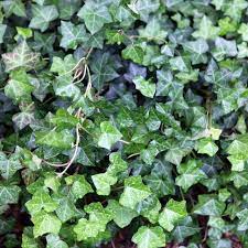 How can i get rid of ivy in the garden. Pin On Removing Ivy