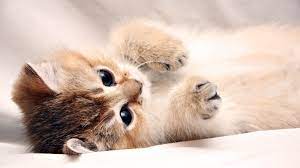 Cute cats and kittens wallpaper. Kitten Cute Cat Wallpaper Kittens Cutest Kitten Wallpaper