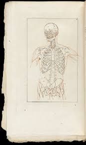 Welcome to my class on drawing the anatomy of the torso. File Illustration Of The Muscles And Skeleton Of The Human Torso Wellcome L0064436 Jpg Wikimedia Commons