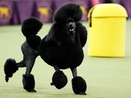 images?q=tbn:ANd9GcS89H9Gg-DpUqrCQca24A7HSPt7dEgxv2SeRw&usqp=CAU