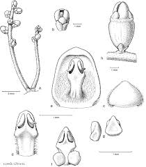 Image result for Cassytha pondoensis