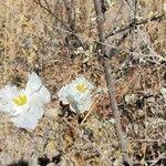 Image result for Catophractes