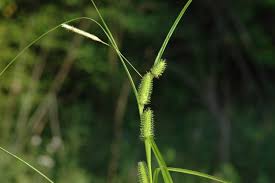 Image result for Carex lycurus