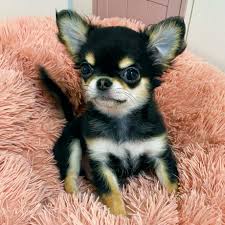 チワワの子犬なら、チワワブリーダー専門サイト チワワnowa | 文句なしフェイス！可愛いロングコートのブラタンくん